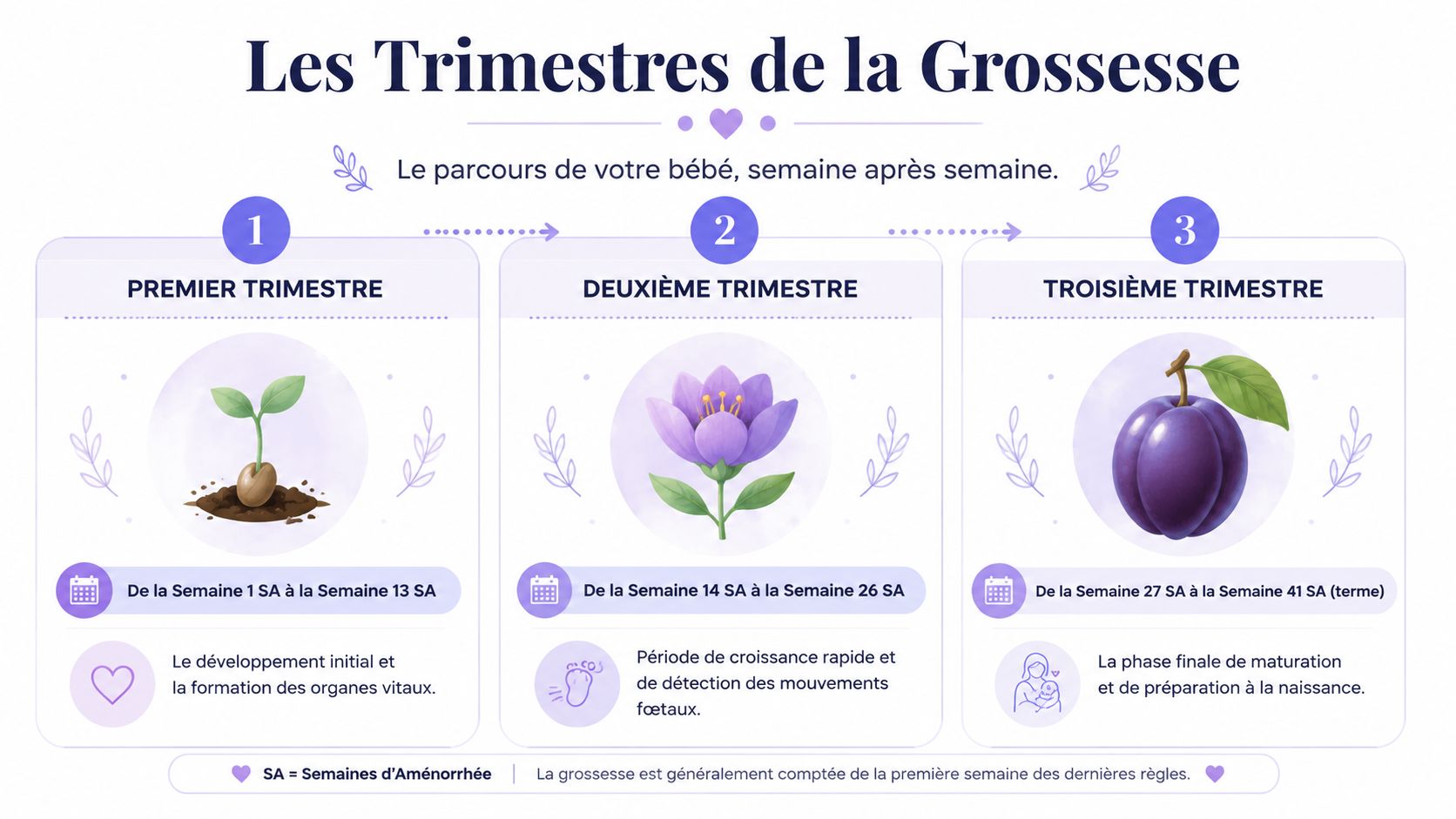 Infographie illustrant les trois trimestres de la grossesse avec les semaines d'aménorrhée correspondantes pour chaque étape.