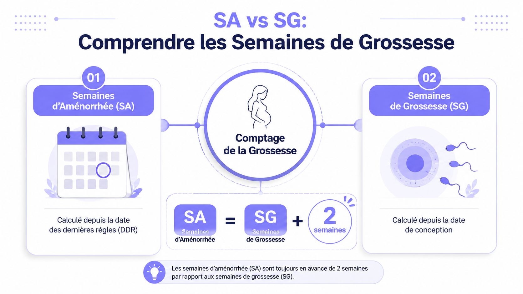 Infographie expliquant la différence entre les semaines d'aménorrhée (SA) et les semaines de grossesse (SG) en obstétrique.